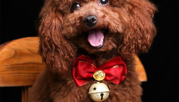 狗狗带铃铛影响听力吗,狗狗带铃铛会影响听力吗?-第3张图片-后鲨宠物 狗狗带铃铛影响听力吗,狗狗带铃铛会影响听力吗?-第3张图片-后鲨宠物