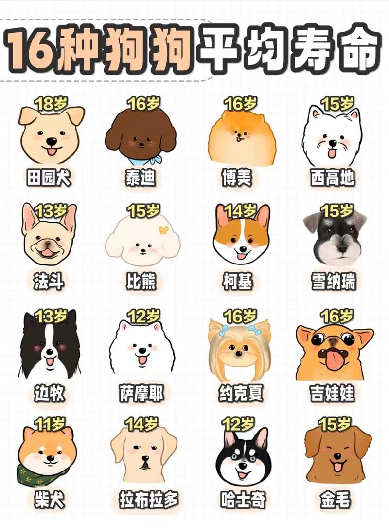 狗狗两个月是几岁,狗狗2个月是多大?-第3张图片-后鲨宠物 狗狗两个月是几岁,狗狗2个月是多大?-第3张图片-后鲨宠物