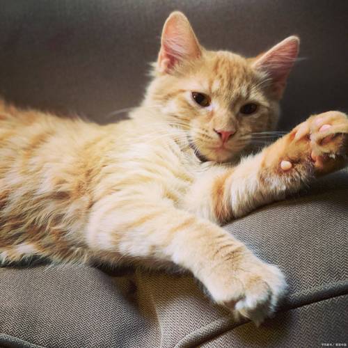  猫咪发情期呕吐，猫咪发情期呕吐,不吃东西