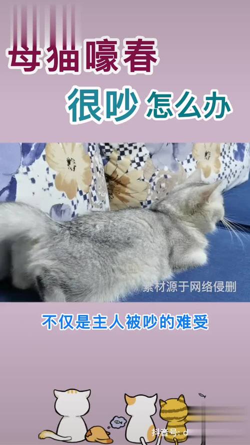 猫咪发情期呕吐,猫咪发情期呕吐,不吃东西-第4张图片-后鲨宠物 猫咪发情期呕吐,猫咪发情期呕吐,不吃东西-第4张图片-后鲨宠物