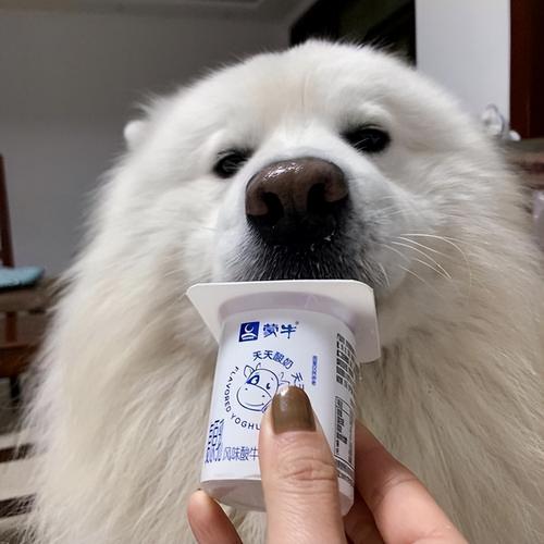 狗狗能喝什么酸奶,狗狗能喝什么酸奶比较好?-第5张图片-后鲨宠物 狗狗能喝什么酸奶,狗狗能喝什么酸奶比较好?-第5张图片-后鲨宠物