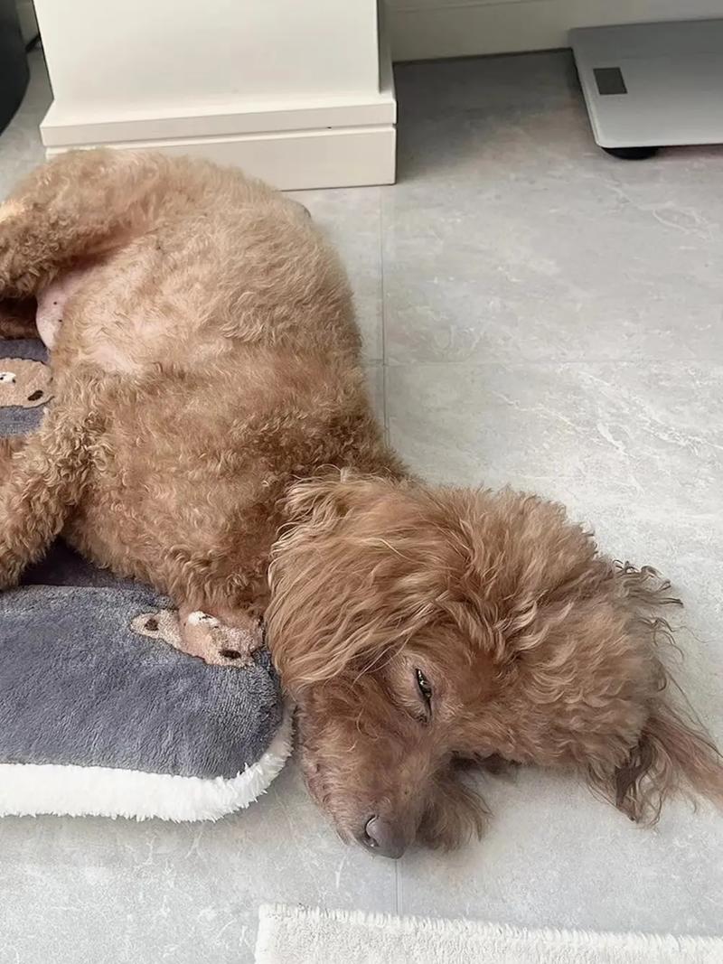 狗狗能吃白糖吗_狗狗能吃白糖吗会死吗-第2张图片-后鲨宠物 狗狗能吃白糖吗_狗狗能吃白糖吗会死吗-第2张图片-后鲨宠物