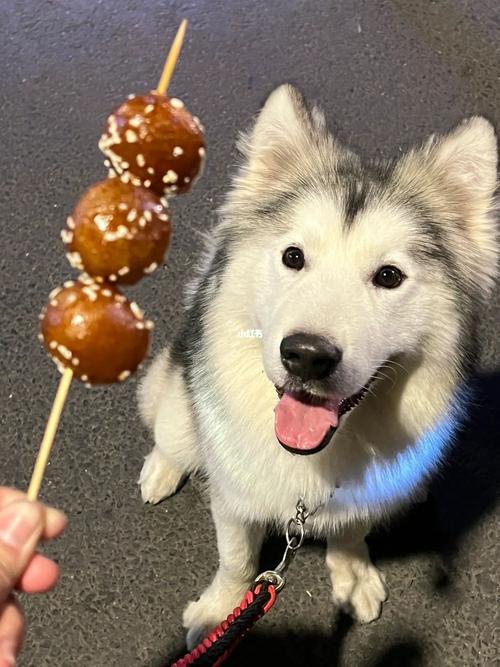 狗狗能吃白糖吗_狗狗能吃白糖吗会死吗-第4张图片-后鲨宠物 狗狗能吃白糖吗_狗狗能吃白糖吗会死吗-第4张图片-后鲨宠物