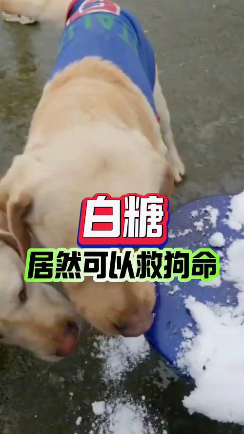 狗狗能吃白糖吗_狗狗能吃白糖吗会死吗-第5张图片-后鲨宠物 狗狗能吃白糖吗_狗狗能吃白糖吗会死吗-第5张图片-后鲨宠物