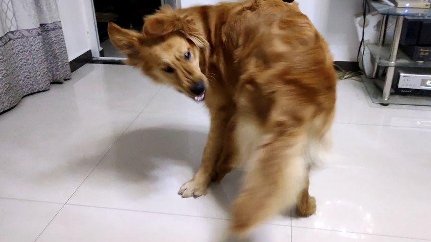 狗狗不停转圈是什么病_狗狗不停转圈是什么病的前兆