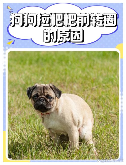 狗狗不停转圈是什么病_狗狗不停转圈是什么病的前兆-第2张图片-后鲨宠物 狗狗不停转圈是什么病_狗狗不停转圈是什么病的前兆-第2张图片-后鲨宠物