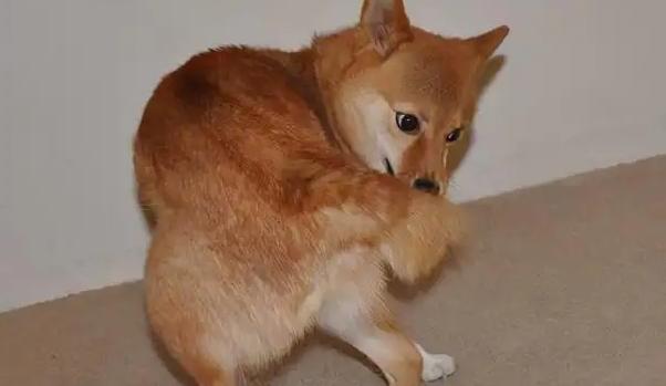 狗狗不停转圈是什么病_狗狗不停转圈是什么病的前兆-第3张图片-后鲨宠物 狗狗不停转圈是什么病_狗狗不停转圈是什么病的前兆-第3张图片-后鲨宠物