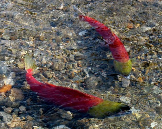 狗狗可以吃鳕鱼吗，小狗可以吃鳕鱼吗?？-第2张图片-后鲨宠物