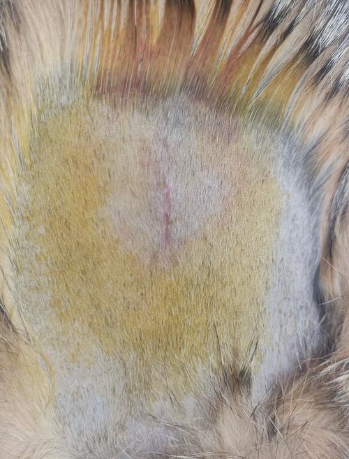 猫咪消炎针一般打几天_猫咪消炎针必须打三天吗-第4张图片-后鲨宠物 猫咪消炎针一般打几天_猫咪消炎针必须打三天吗-第4张图片-后鲨宠物