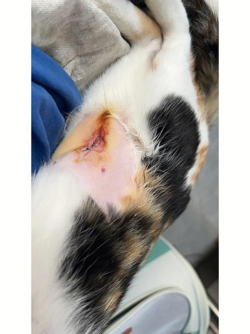 猫咪消炎针一般打几天_猫咪消炎针必须打三天吗-第5张图片-后鲨宠物 猫咪消炎针一般打几天_猫咪消炎针必须打三天吗-第5张图片-后鲨宠物