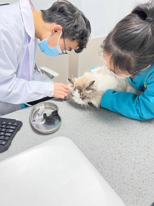 猫咪消炎针一般打几天_猫咪消炎针必须打三天吗-第6张图片-后鲨宠物 猫咪消炎针一般打几天_猫咪消炎针必须打三天吗-第6张图片-后鲨宠物