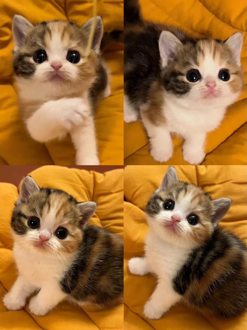 三个月大的猫咪吃什么,三个月大的猫咪吃什么缓解消化不良?-第3张图片-后鲨宠物 三个月大的猫咪吃什么,三个月大的猫咪吃什么缓解消化不良?-第3张图片-后鲨宠物