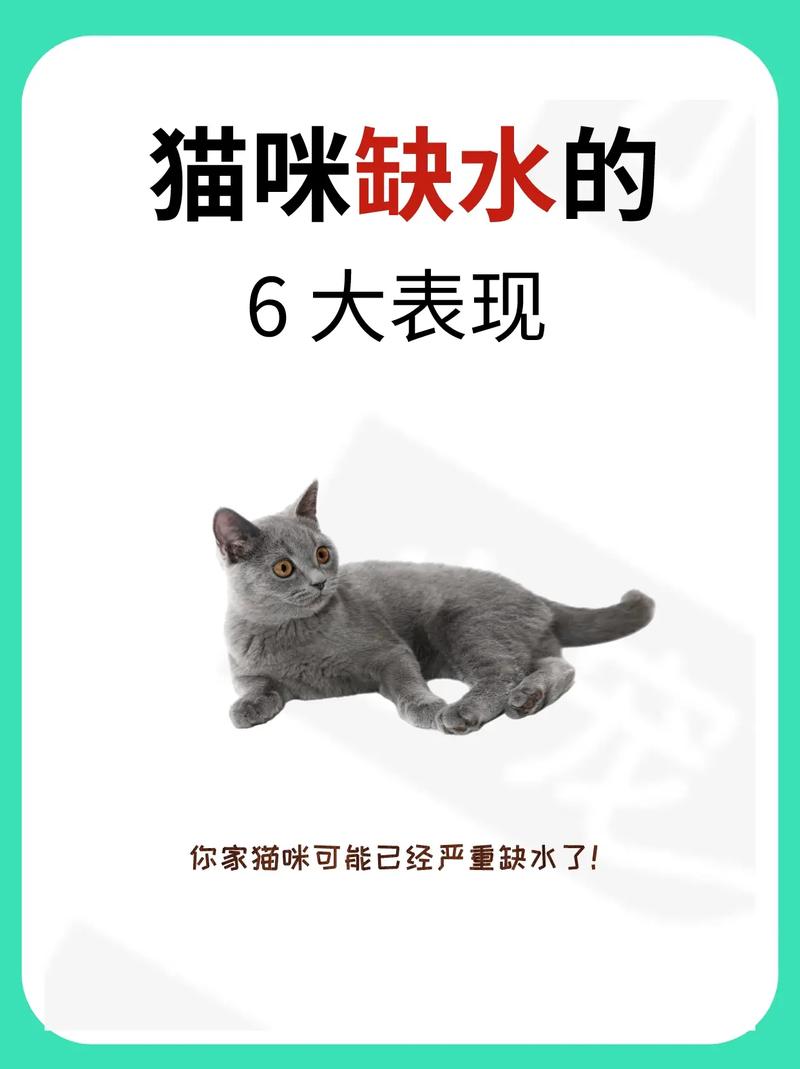  猫咪多喝水好吗，猫咪多喝点水好吗