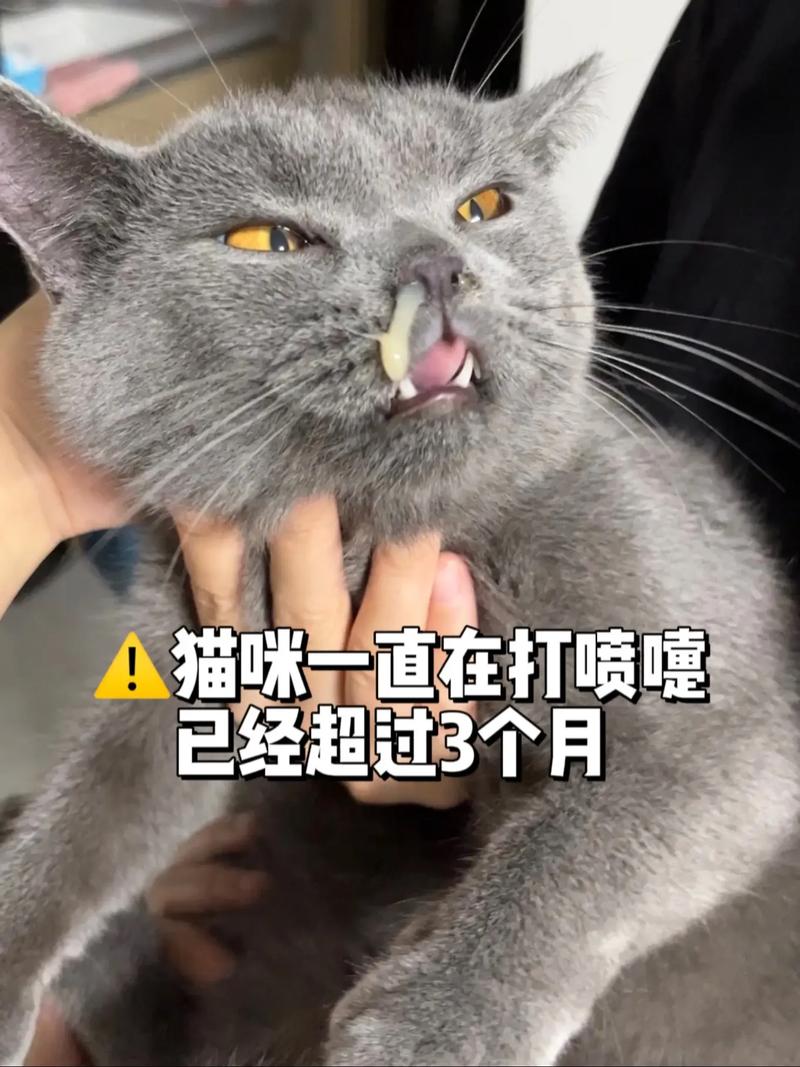  猫咪呼吸声音大，猫咪呼吸声音大正常吗