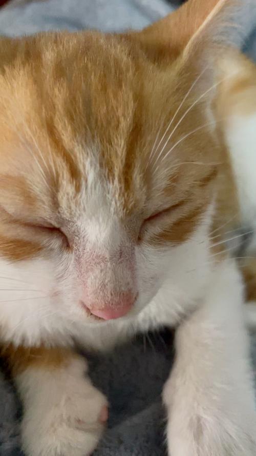  猫咪呼吸声音大，猫咪呼吸声音大正常吗-第4张图片-后鲨宠物