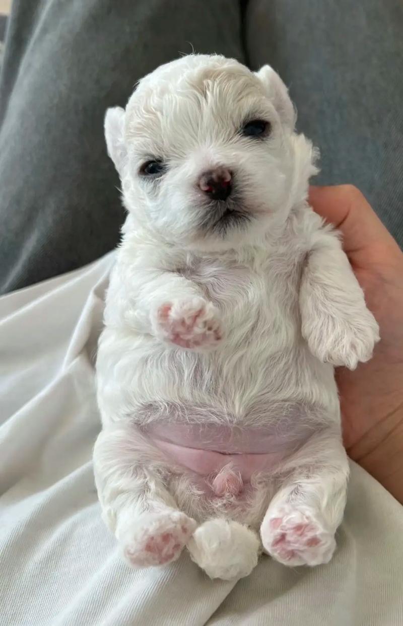 狗狗能吃玉米肠吗,狗狗可以吃玉米香肠吗??-第5张图片-后鲨宠物 狗狗能吃玉米肠吗,狗狗可以吃玉米香肠吗??-第5张图片-后鲨宠物