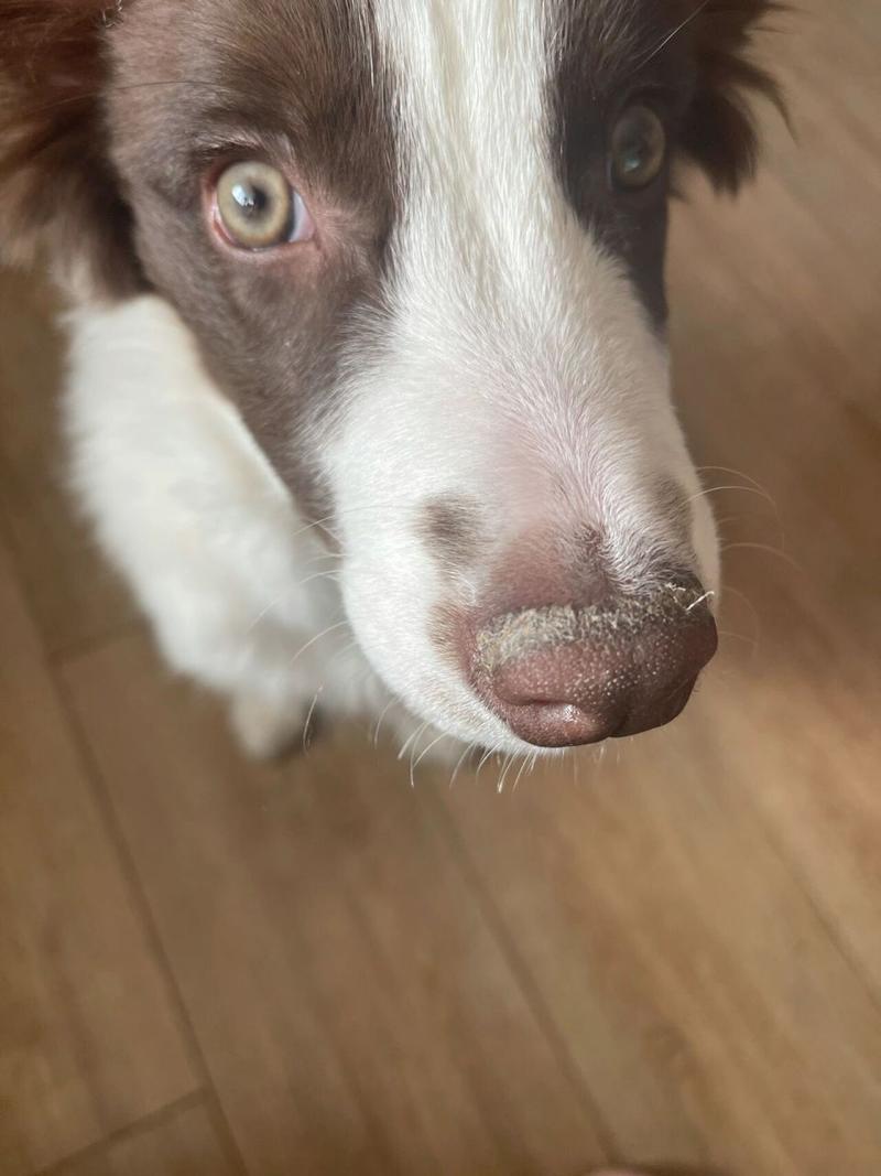 狗狗鼻子褪色怎么恢复,狗狗鼻子褪色怎么恢复快-第1张图片-后鲨宠物 狗狗鼻子褪色怎么恢复,狗狗鼻子褪色怎么恢复快-第1张图片-后鲨宠物