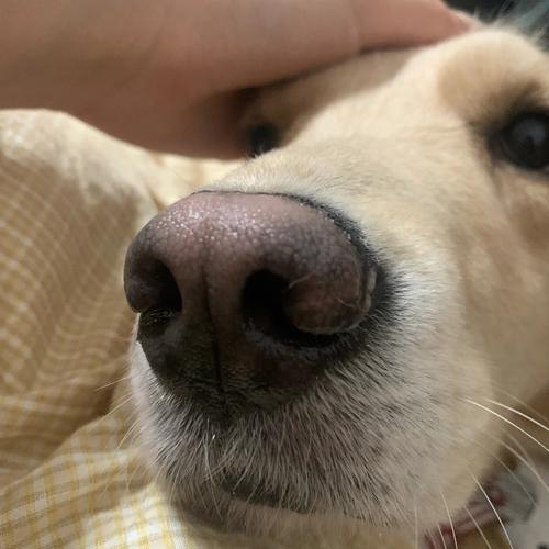 狗狗鼻子褪色怎么恢复,狗狗鼻子褪色怎么恢复快-第5张图片-后鲨宠物 狗狗鼻子褪色怎么恢复,狗狗鼻子褪色怎么恢复快-第5张图片-后鲨宠物