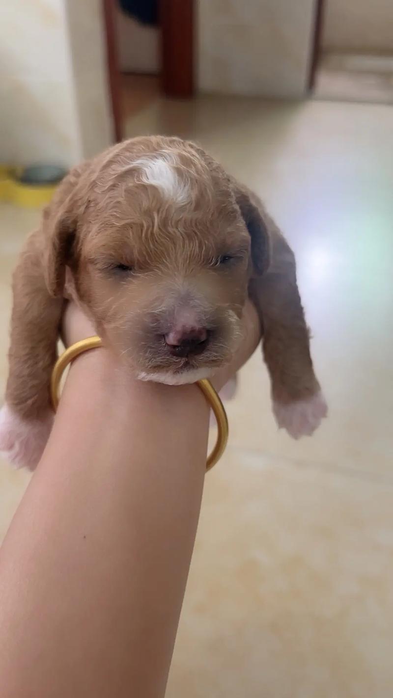 狗狗多少天睁眼_小狗狗一般多久睁眼睛-第2张图片-后鲨宠物