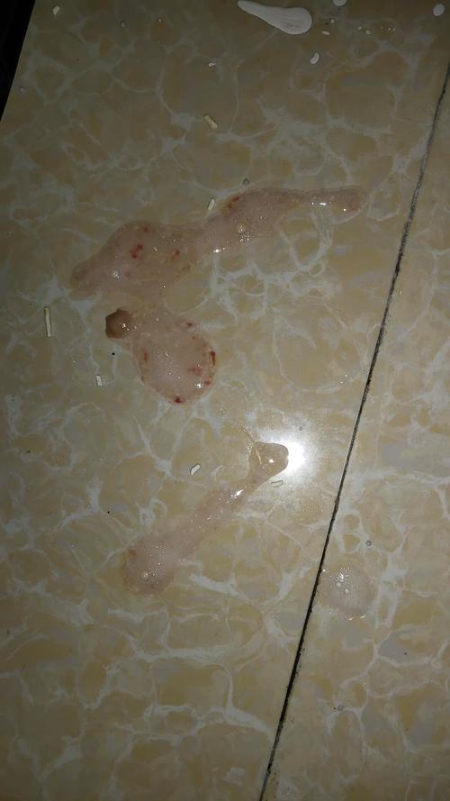 猫咪吐血是怎么回事,猫咪吐血是怎么回事吃什么药-第2张图片-后鲨宠物 猫咪吐血是怎么回事,猫咪吐血是怎么回事吃什么药-第2张图片-后鲨宠物