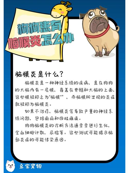 狗狗脑炎怎么治疗_狗狗脑炎怎么治疗和预防-第5张图片-后鲨宠物 狗狗脑炎怎么治疗_狗狗脑炎怎么治疗和预防-第5张图片-后鲨宠物