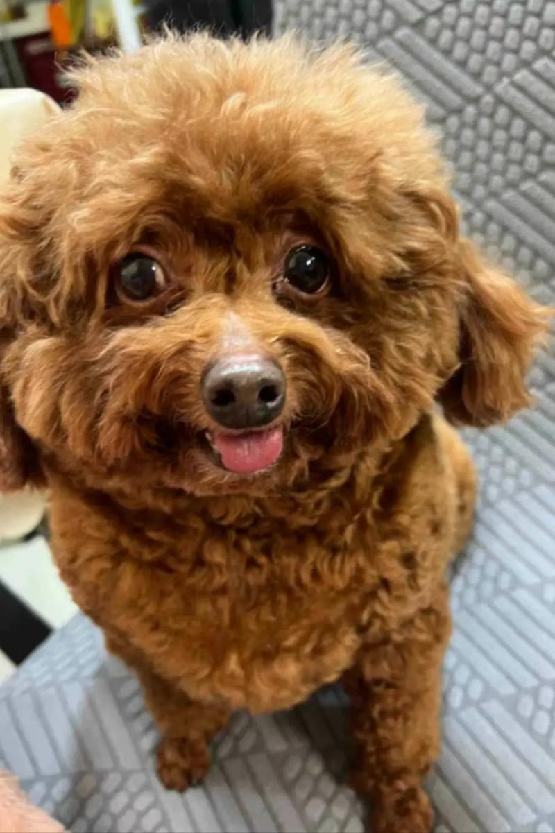 狗狗老叫怎么办,狗狗老叫怎么办呢-第5张图片-后鲨宠物 狗狗老叫怎么办,狗狗老叫怎么办呢-第5张图片-后鲨宠物