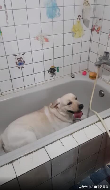 狗狗多大能洗澡,狗狗多大能洗澡用多少度的水-第4张图片-后鲨宠物 狗狗多大能洗澡,狗狗多大能洗澡用多少度的水-第4张图片-后鲨宠物