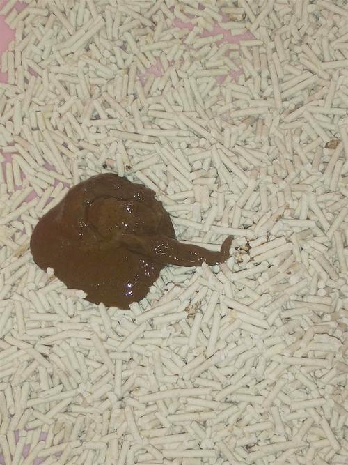 猫咪拉肚子但是精神很好,猫咪拉肚子但是精神很好怎么办?-第4张图片-后鲨宠物 猫咪拉肚子但是精神很好,猫咪拉肚子但是精神很好怎么办?-第4张图片-后鲨宠物