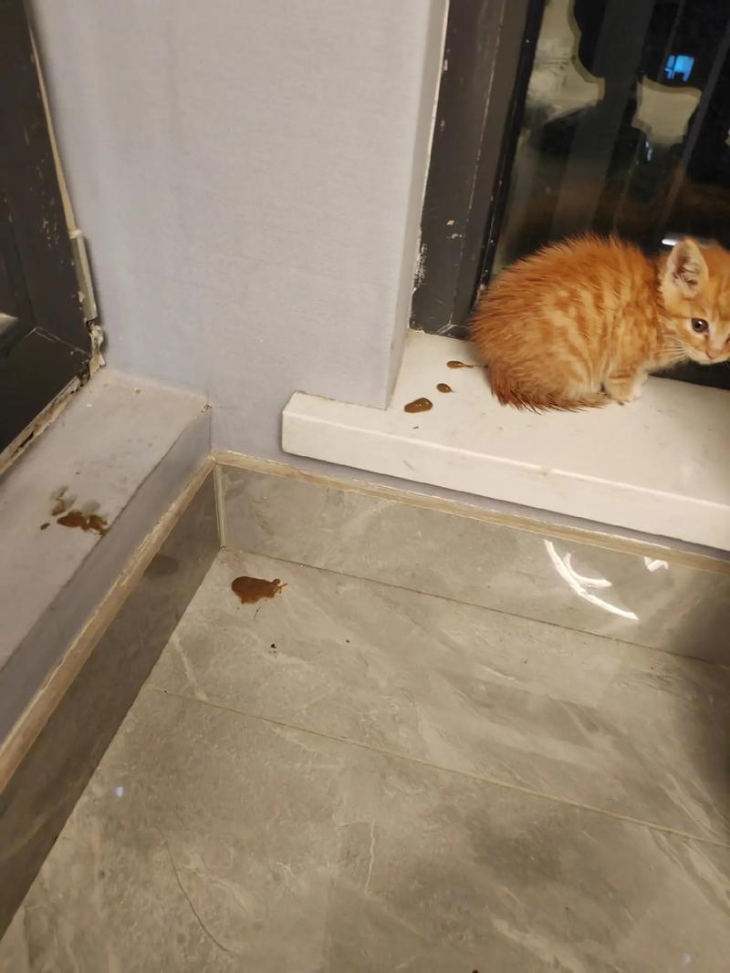 猫咪拉肚子但是精神很好,猫咪拉肚子但是精神很好怎么办?-第5张图片-后鲨宠物 猫咪拉肚子但是精神很好,猫咪拉肚子但是精神很好怎么办?-第5张图片-后鲨宠物