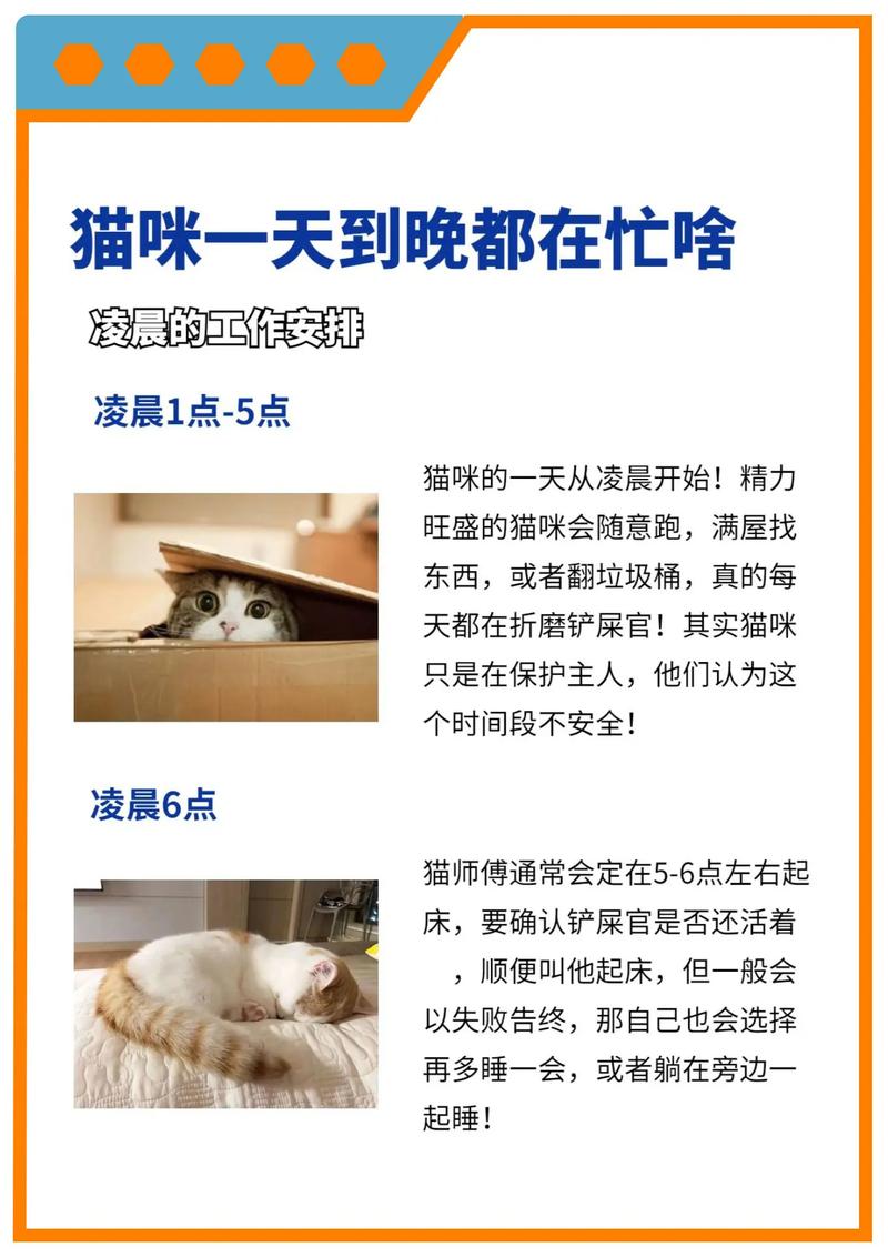 猫咪为什么喜欢躲猫猫，猫为什么喜欢躲着人？