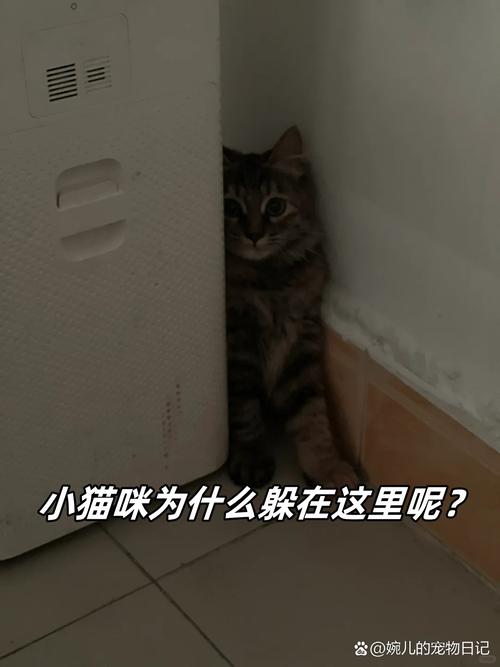 猫咪为什么喜欢躲猫猫，猫为什么喜欢躲着人？-第4张图片-后鲨宠物