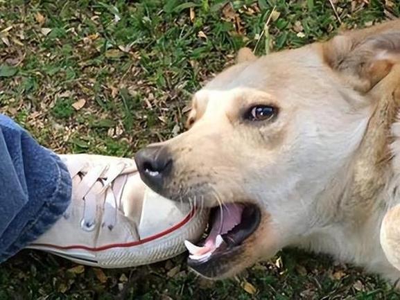 狗狗见狗就咬怎么办,狗见狗就追是什么原因?-第1张图片-后鲨宠物 狗狗见狗就咬怎么办,狗见狗就追是什么原因?-第1张图片-后鲨宠物