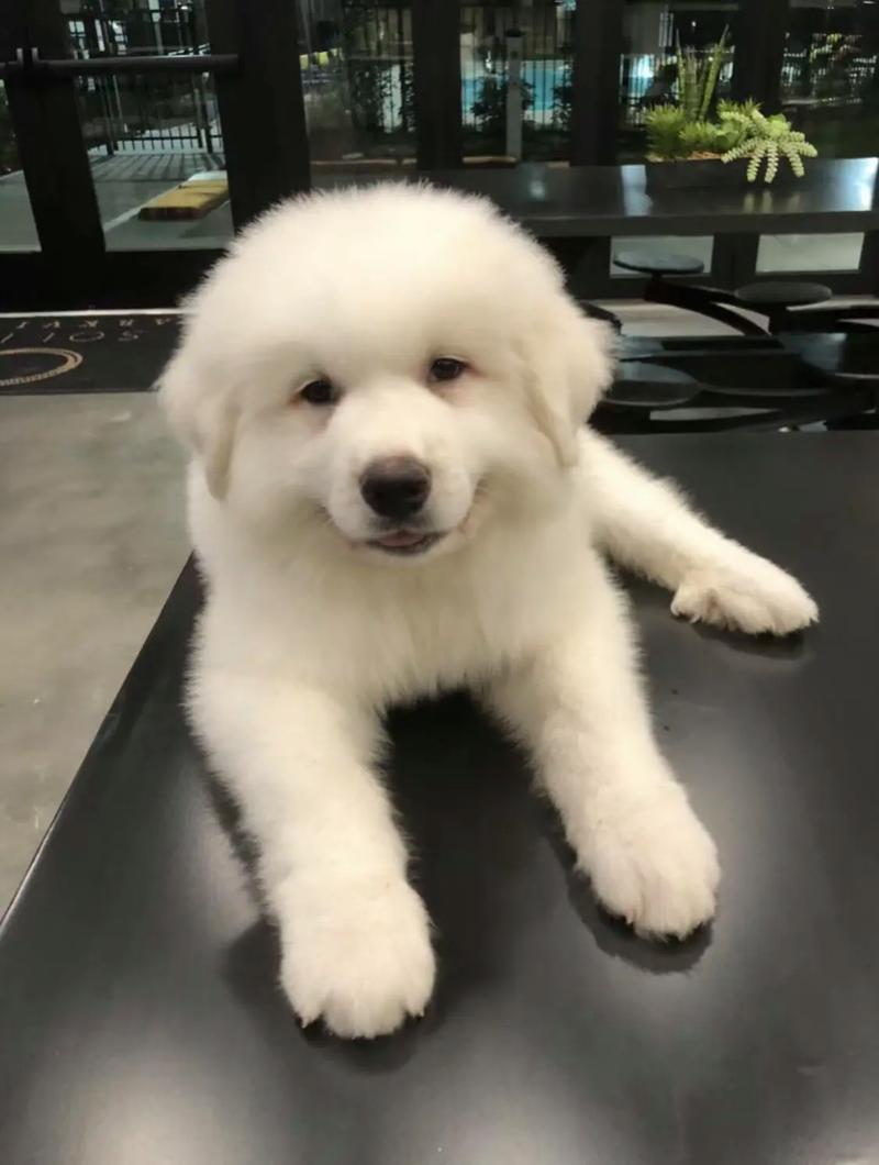 狗狗见狗就咬怎么办,狗见狗就追是什么原因?-第2张图片-后鲨宠物 狗狗见狗就咬怎么办,狗见狗就追是什么原因?-第2张图片-后鲨宠物