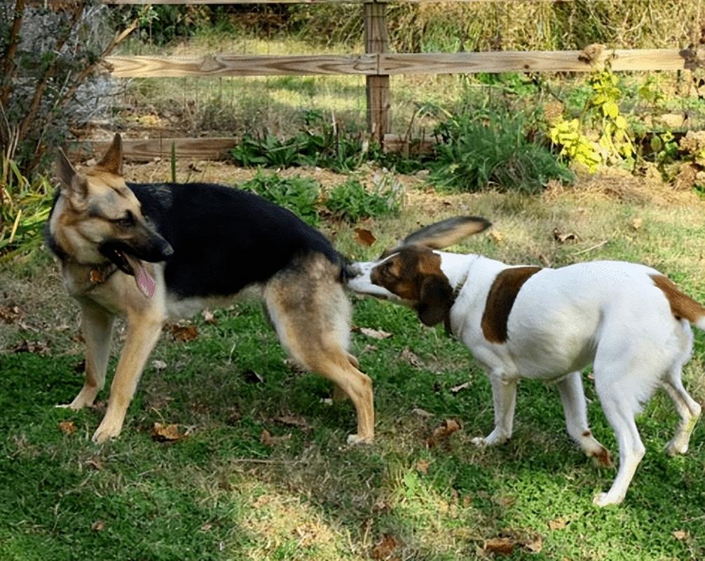 狗狗见狗就咬怎么办,狗见狗就追是什么原因?-第4张图片-后鲨宠物 狗狗见狗就咬怎么办,狗见狗就追是什么原因?-第4张图片-后鲨宠物