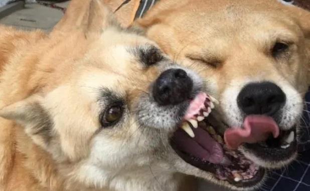 狗狗见狗就咬怎么办,狗见狗就追是什么原因?-第5张图片-后鲨宠物 狗狗见狗就咬怎么办,狗见狗就追是什么原因?-第5张图片-后鲨宠物