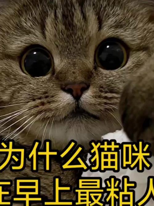  猫咪为什么喜欢粘人，猫主动爬你身上说明了什么