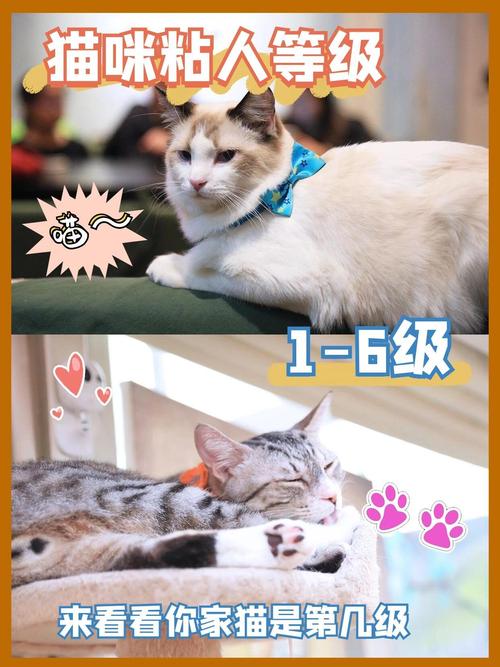 猫咪为什么喜欢粘人,猫主动爬你身上说明了什么-第3张图片-后鲨宠物 猫咪为什么喜欢粘人,猫主动爬你身上说明了什么-第3张图片-后鲨宠物