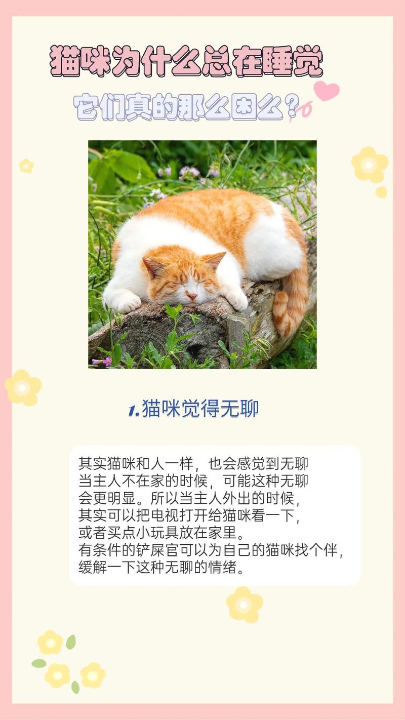 猫咪为什么喜欢粘人,猫主动爬你身上说明了什么-第4张图片-后鲨宠物 猫咪为什么喜欢粘人,猫主动爬你身上说明了什么-第4张图片-后鲨宠物