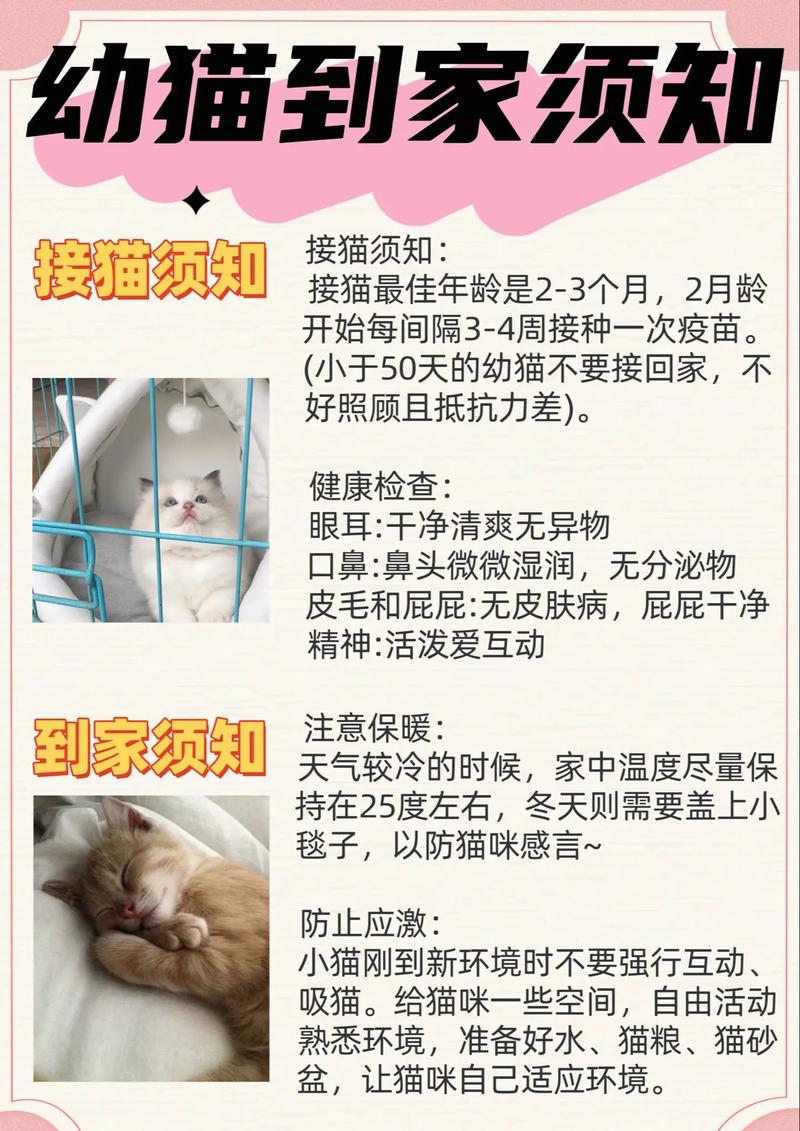 养猫咪的注意事项,养猫咪的注意事项和禁忌?-第3张图片-后鲨宠物 养猫咪的注意事项,养猫咪的注意事项和禁忌?-第3张图片-后鲨宠物