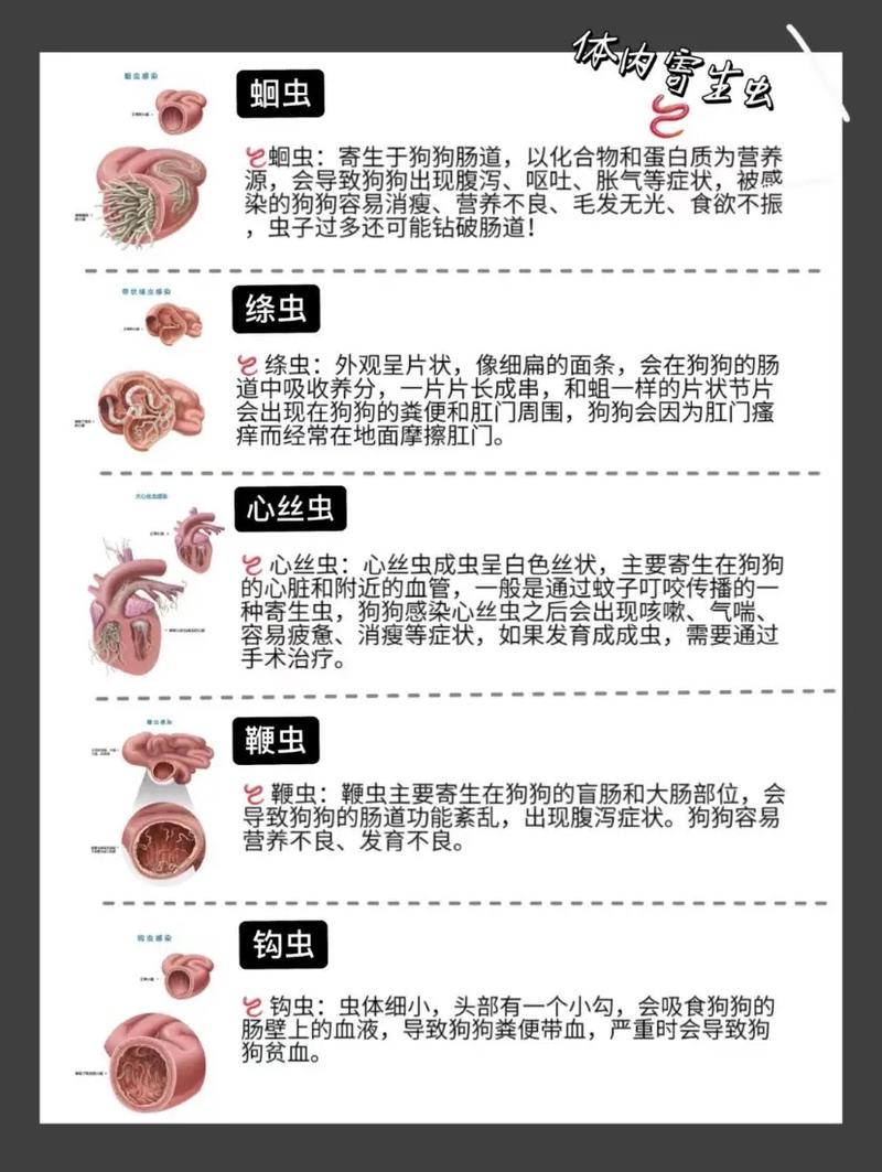 一个月狗狗可以驱虫吗,一个月狗狗可以驱虫吗视频-第1张图片-后鲨宠物 一个月狗狗可以驱虫吗,一个月狗狗可以驱虫吗视频-第1张图片-后鲨宠物