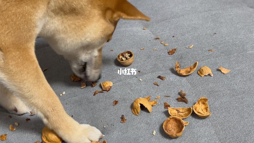狗狗能吃核桃嘛,狗狗能不能 吃核桃-第2张图片-后鲨宠物 狗狗能吃核桃嘛,狗狗能不能 吃核桃-第2张图片-后鲨宠物
