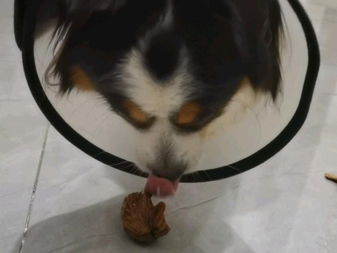  狗狗能吃核桃嘛，狗狗能不能 吃核桃