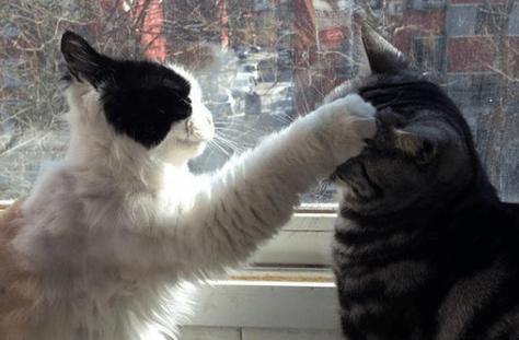 怎样才能让猫咪不叫,这么才能让猫咪不叫-第3张图片-后鲨宠物 怎样才能让猫咪不叫,这么才能让猫咪不叫-第3张图片-后鲨宠物