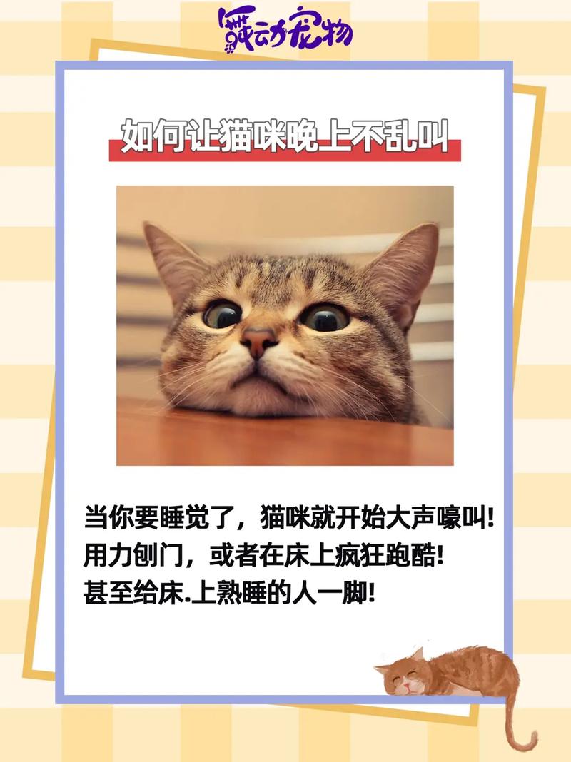 怎样才能让猫咪不叫,这么才能让猫咪不叫-第4张图片-后鲨宠物 怎样才能让猫咪不叫,这么才能让猫咪不叫-第4张图片-后鲨宠物