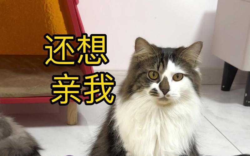 猫咪为什么不喜欢被亲_猫咪为什么不喜欢亲嘴巴呢-第2张图片-后鲨宠物 猫咪为什么不喜欢被亲_猫咪为什么不喜欢亲嘴巴呢-第2张图片-后鲨宠物