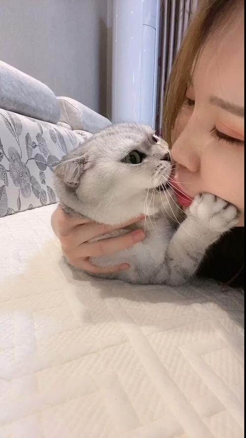 猫咪为什么不喜欢被亲_猫咪为什么不喜欢亲嘴巴呢-第4张图片-后鲨宠物 猫咪为什么不喜欢被亲_猫咪为什么不喜欢亲嘴巴呢-第4张图片-后鲨宠物