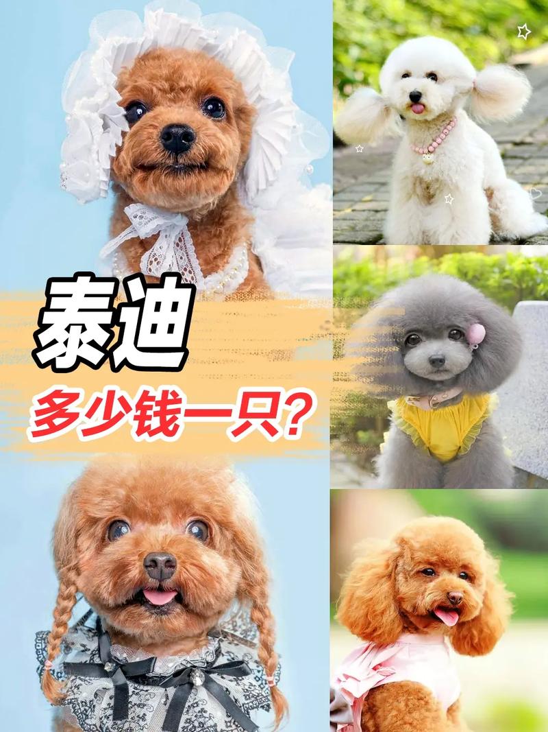  泰迪狗狗多少钱一只，白色泰迪狗多少钱一只