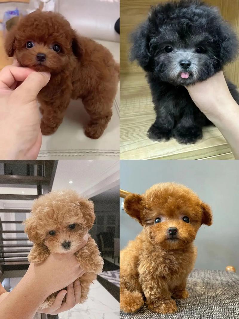 泰迪狗狗多少钱一只,白色泰迪狗多少钱一只-第3张图片-后鲨宠物 泰迪狗狗多少钱一只,白色泰迪狗多少钱一只-第3张图片-后鲨宠物