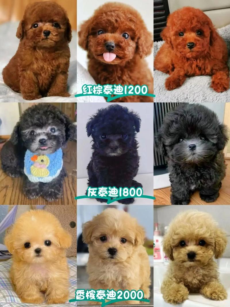 泰迪狗狗多少钱一只,白色泰迪狗多少钱一只-第5张图片-后鲨宠物 泰迪狗狗多少钱一只,白色泰迪狗多少钱一只-第5张图片-后鲨宠物