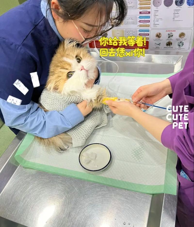 猫咪打针怎么打，猫咪打针技巧？